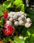 Lehua Tenugui / Momi Pakipika