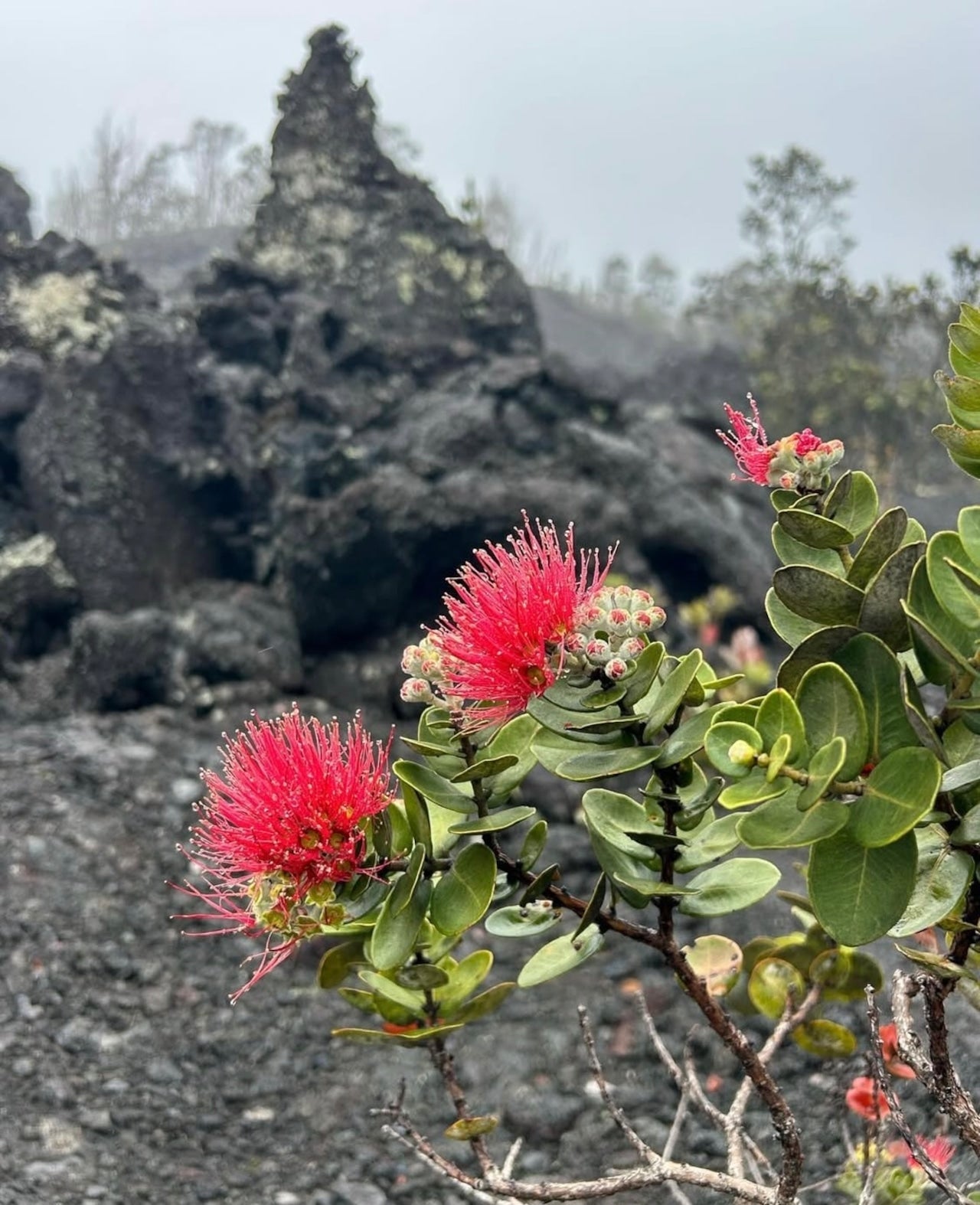 Lehua Tenugui / Momi Pakipika