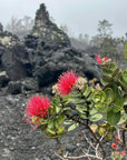 Lehua Tenugui / Momi Pakipika