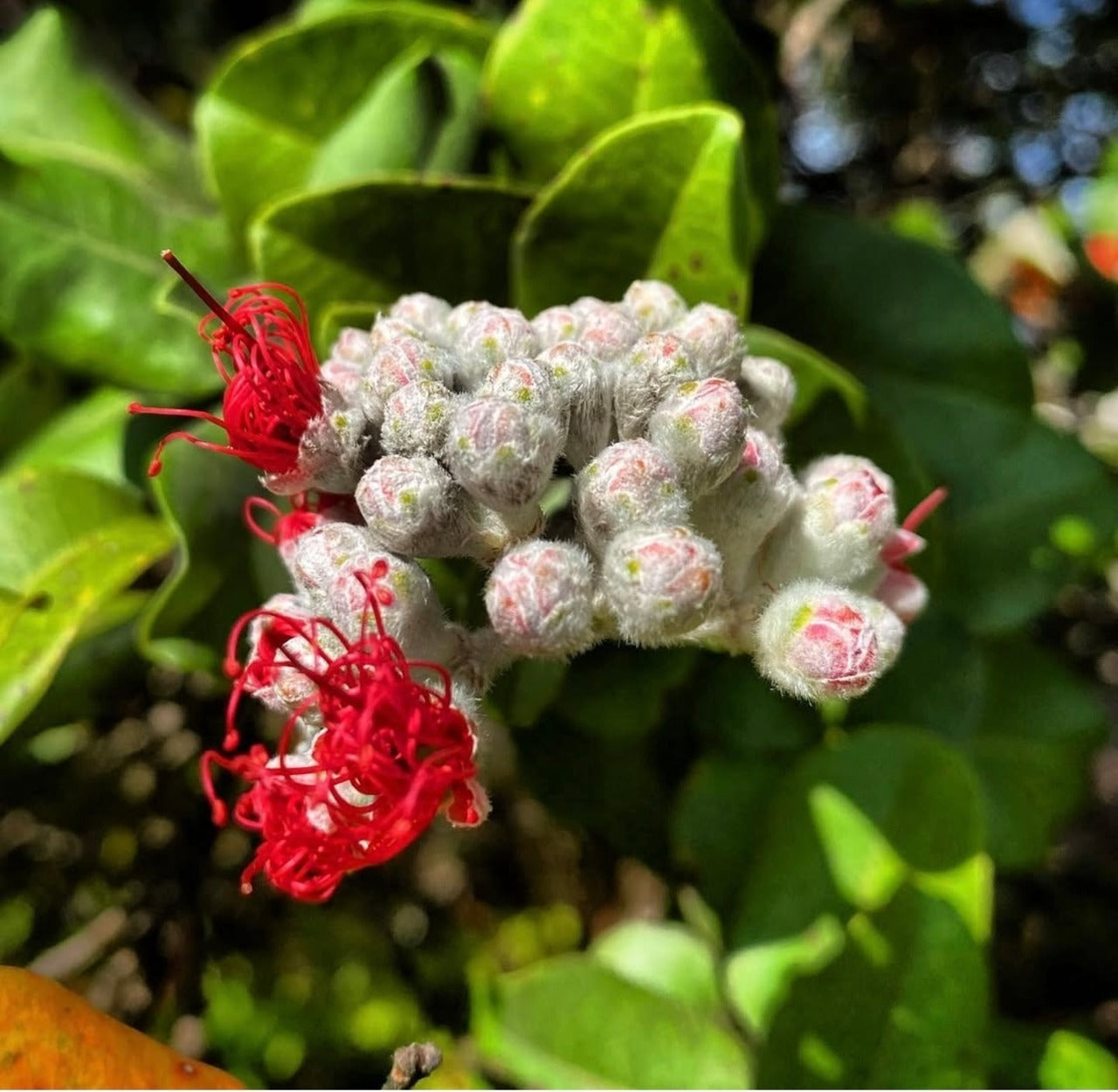 Lehua Tenugui / Momi Pakipika